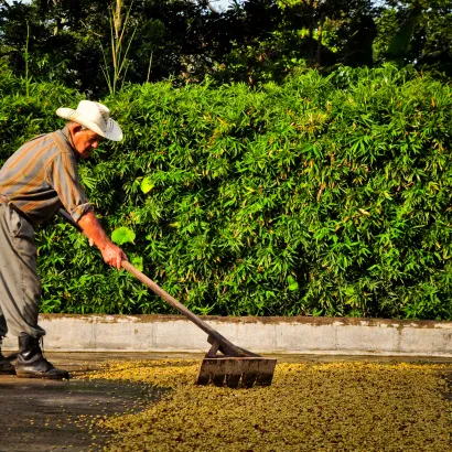 Costa Rica Hacienda Sonora Geisha Natural 200 - zdjęcie 4