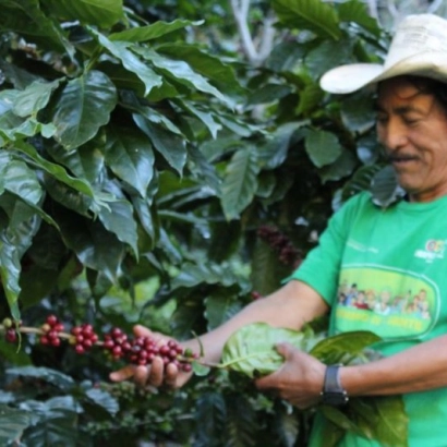 Mexico Chiapas Finca Teresa waga 250 - miniatura 2