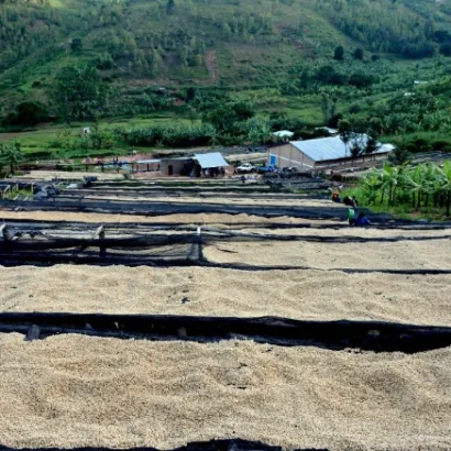 Rwanda Muzo Intango Anaerobic Red Bourbon Natural 250 - zdjęcie 2