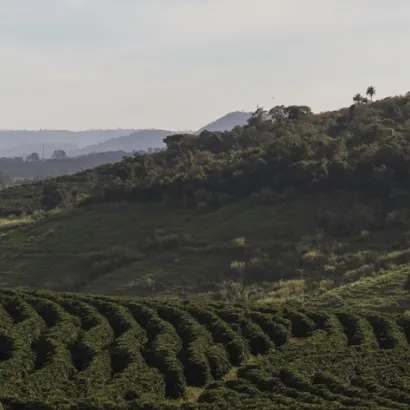 Kawa bezkofeinowa ziarnista Brazil Fazenda Sao Jose 250 - zdjęcie 3