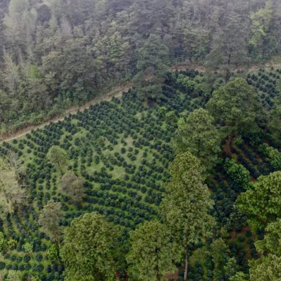 Honduras Finca El Puente Natural Catuai waga 250 - zdjęcie 3