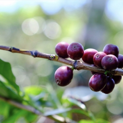 Honduras Finca El Puente Natural Catuai waga 250 - zdjęcie 4