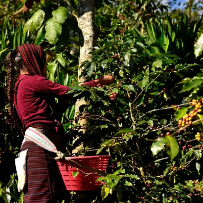 Guatemala Huehuetenango La Maravilla Washed 250 - zdjęcie 3