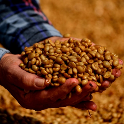 Guatemala Huehuetenango La Maravilla Washed waga 250 zmielona do kawiarka (moka) - zdjęcie 3
