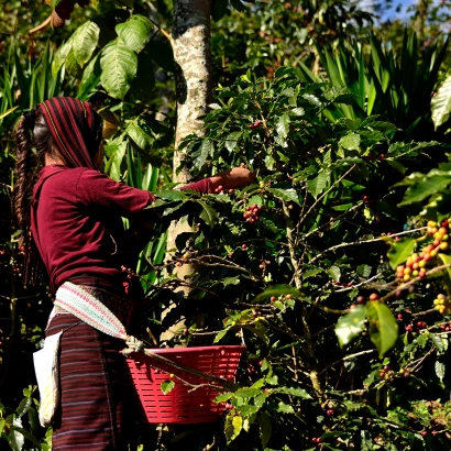 Guatemala Huehuetenango La Maravilla Washed waga 250 zmielona do kawiarka (moka) - zdjęcie 4