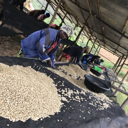 Rwanda Nyabarongo Washed waga 1000 - zdjęcie 1