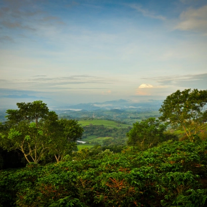 Costa Rica Hacienda Sonora Natural waga 200 - zdjęcie 2