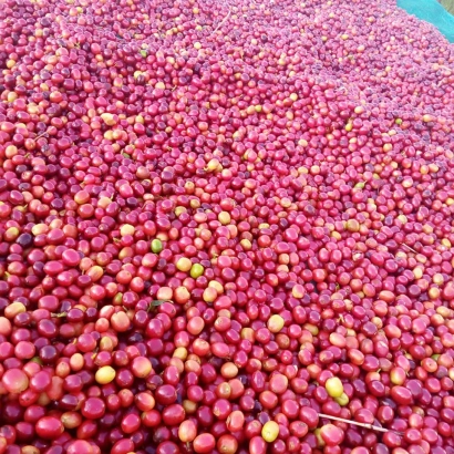 Ethiopia Guji Kercha Natural waga 250 - zdjęcie 3