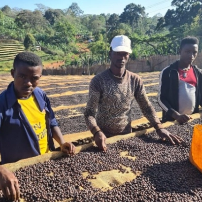 Ethiopia Guji Kercha Natural waga 250 - zdjęcie 4