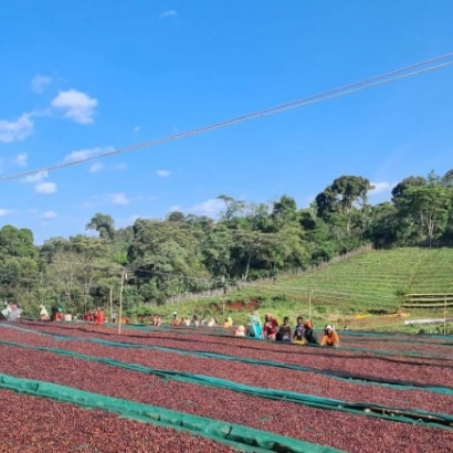 Ethiopia Guji Kercha Natural waga 250 zmielona do drip/chemex/przelewowy - zdjęcie 2