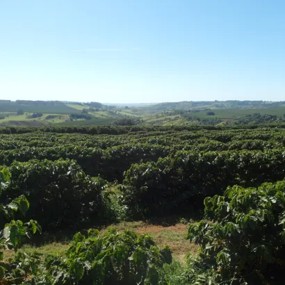 Brazil Cerrado Natural kawa ziarnista waga 250 g - zdjęcie 4