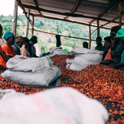 PIXEL Rwanda Nyamasheke Kilimbi Honey kawa ziarnista waga 250 - zdjęcie 3