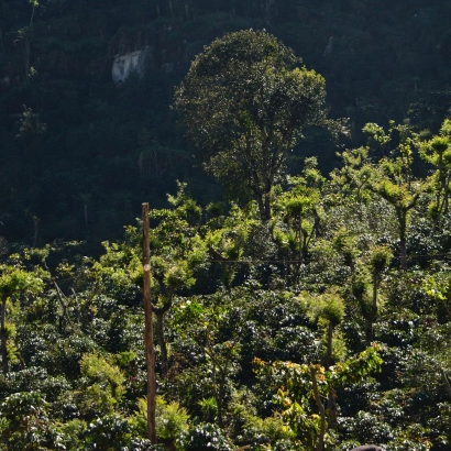 Poranne Przelewki Guatemala La Maravilla Washed kawa ziarnista waga 250 - zdjęcie 3