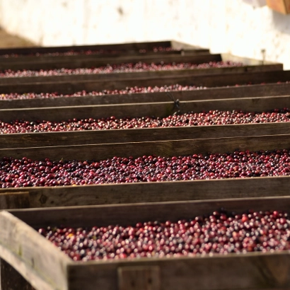 Poranne Przelewki Guatemala La Maravilla Washed kawa ziarnista waga 250 - zdjęcie 4