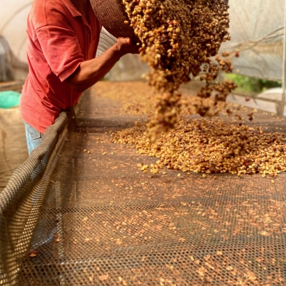 Ale Owoc! Costa Rica La Fila Natural kawa ziarnista waga 250g - zdjęcie 4