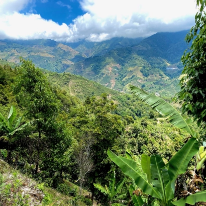 Ale Owoc! Costa Rica La Fila Natural kawa ziarnista waga 250g - zdjęcie 2