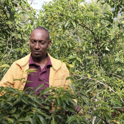 Codzienny Przelew Ethiopia Sidama Natural kawa ziarnista waga 250 - zdjęcie 1