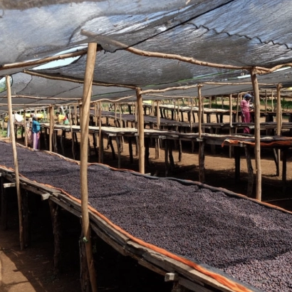 Codzienny Przelew Ethiopia Sidama Natural kawa ziarnista waga 250 - zdjęcie 2