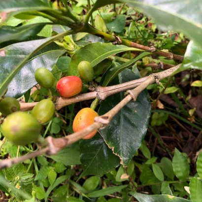 Cascara Colombia Huila Geisha Washed suszone owoce kawowca waga 100g - zdjęcie 4