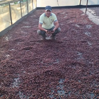 Cascara Colombia Huila Geisha Washed suszone owoce kawowca waga 100 g - zdjęcie 3