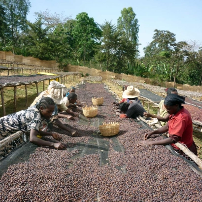 Ethiopia Sidamo Dimtu Heirloom Natural waga 250 - zdjęcie 2