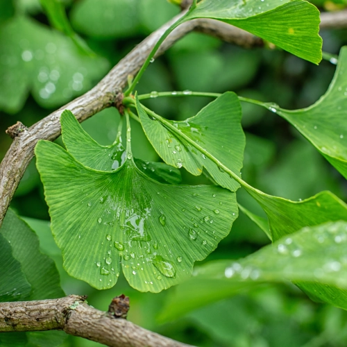 Ginkgo biloba, czyli miłorząb japoński. Działanie i wskazania do stosowania