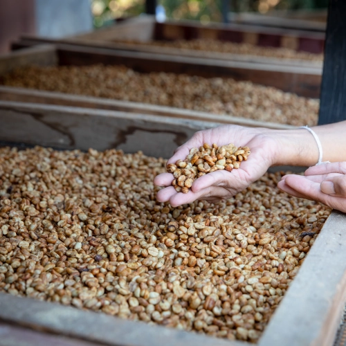 Obróbka kawy kiedyś i dziś - część pierwsza