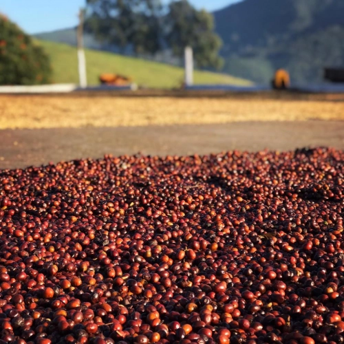 Obróbka kawy kiedyś i dziś - część druga