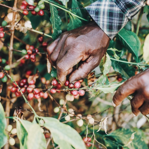 Czy kawę zbiera się cały rok?