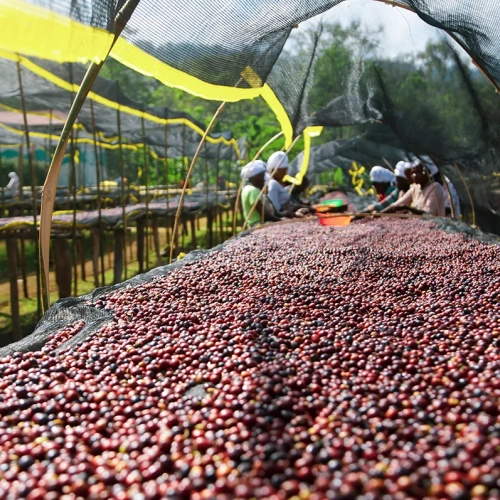 Krótka historia Aricha washing station