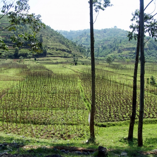 Podróże z kawą: Rwanda