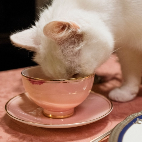 Tea pets, herbaciane zwierzaki - co to jest? Jak ich używać i jak je przechowywać?