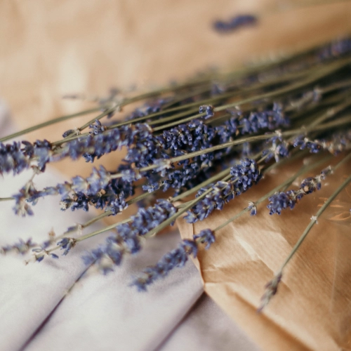 Herbatka lawendowa i herbata z lawendą - właściwości. Napar na sen, stres i ból