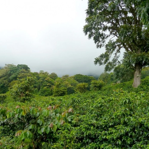 Czym jest Coffee Tour cz. 1