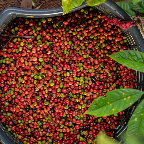 Historia uprawy kawy w Brazylii