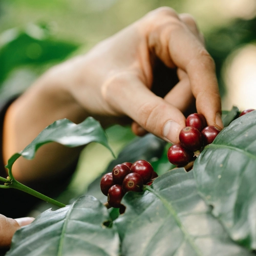 Kawowiec jako roślina: Poznaj fascynujące fakty o uprawie i pielęgnacji tej rośliny.