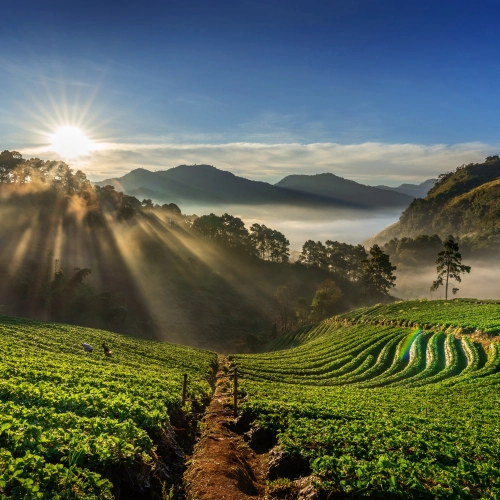 Jak pochodzenie kawy wpływa na jej smak?