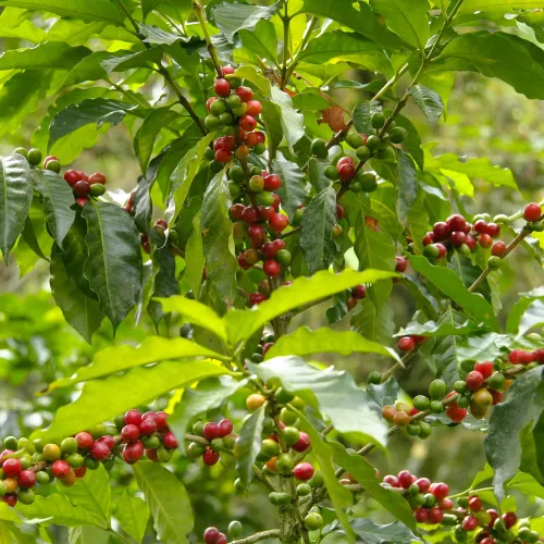 Idealna kawa w plenerze - poznaj praktyczne wskazówki dla początkujących