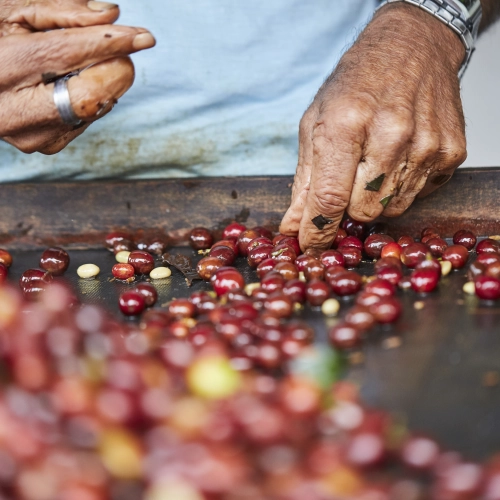 Historia kawy: od legendy do filiżanki - część 1