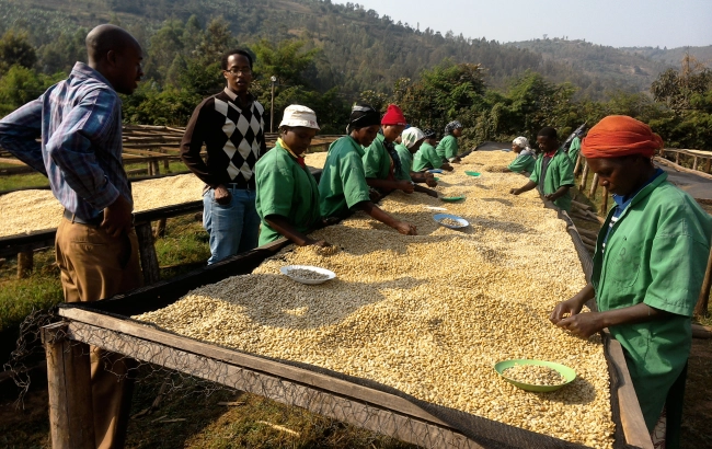 Odmiana kawy: BOURBON