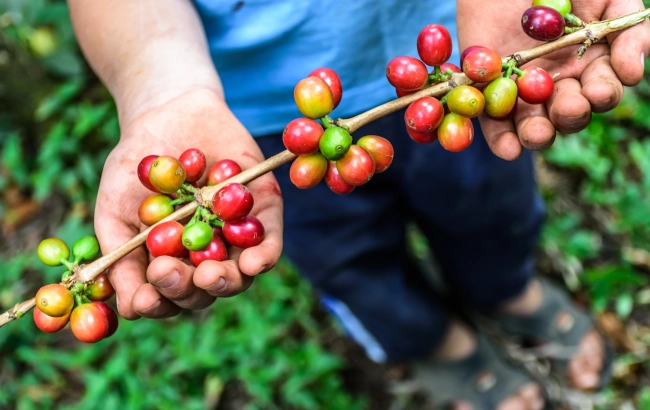 Odmiana kawy: CATUAI