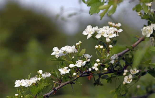 Czystek na odchudzanie i wszelkie dolegliwości?