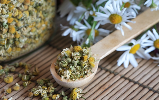 Rumianek - działanie i właściwości lecznicze. Na co pomaga rumianek?
