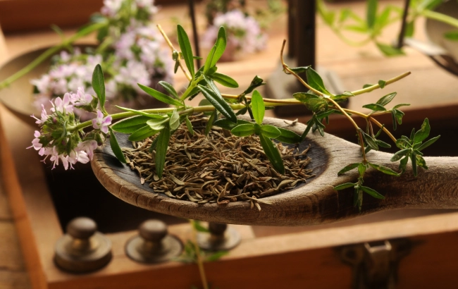 Macierzanka piaskowa czy tymianek? Właściwości lecznicze i stosowanie