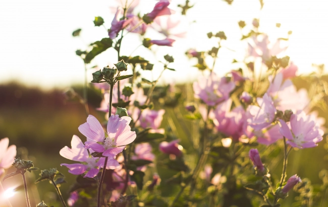 Ślaz dziki, czyli polska niebieska herbata ziołowa