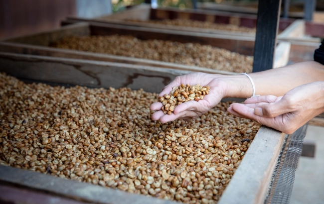 Obróbka kawy kiedyś i dziś - część pierwsza