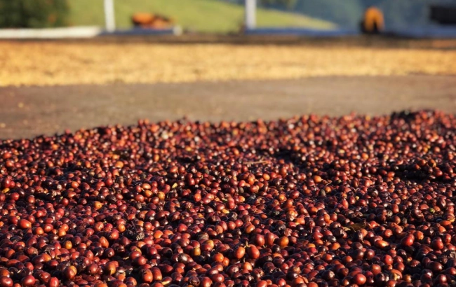 Obróbka kawy kiedyś i dziś - część druga