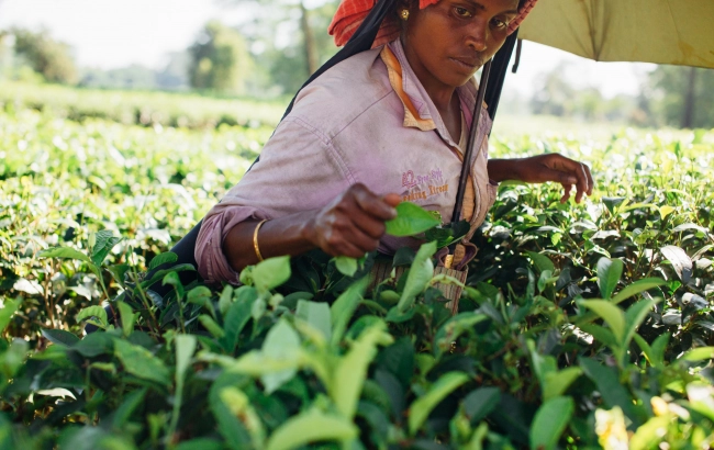Herbata w Indiach. Historia i rodzaje herbat z Assam, Dardżylingu, Nilgiri i innych regionów