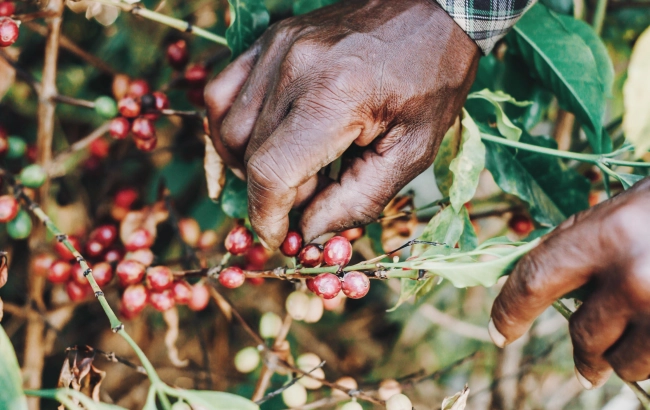 Czy kawę zbiera się cały rok?
