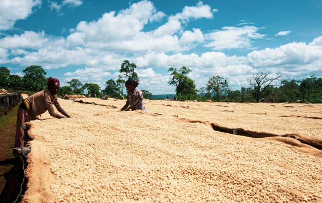 Jak pracuje Sasaba washing station?